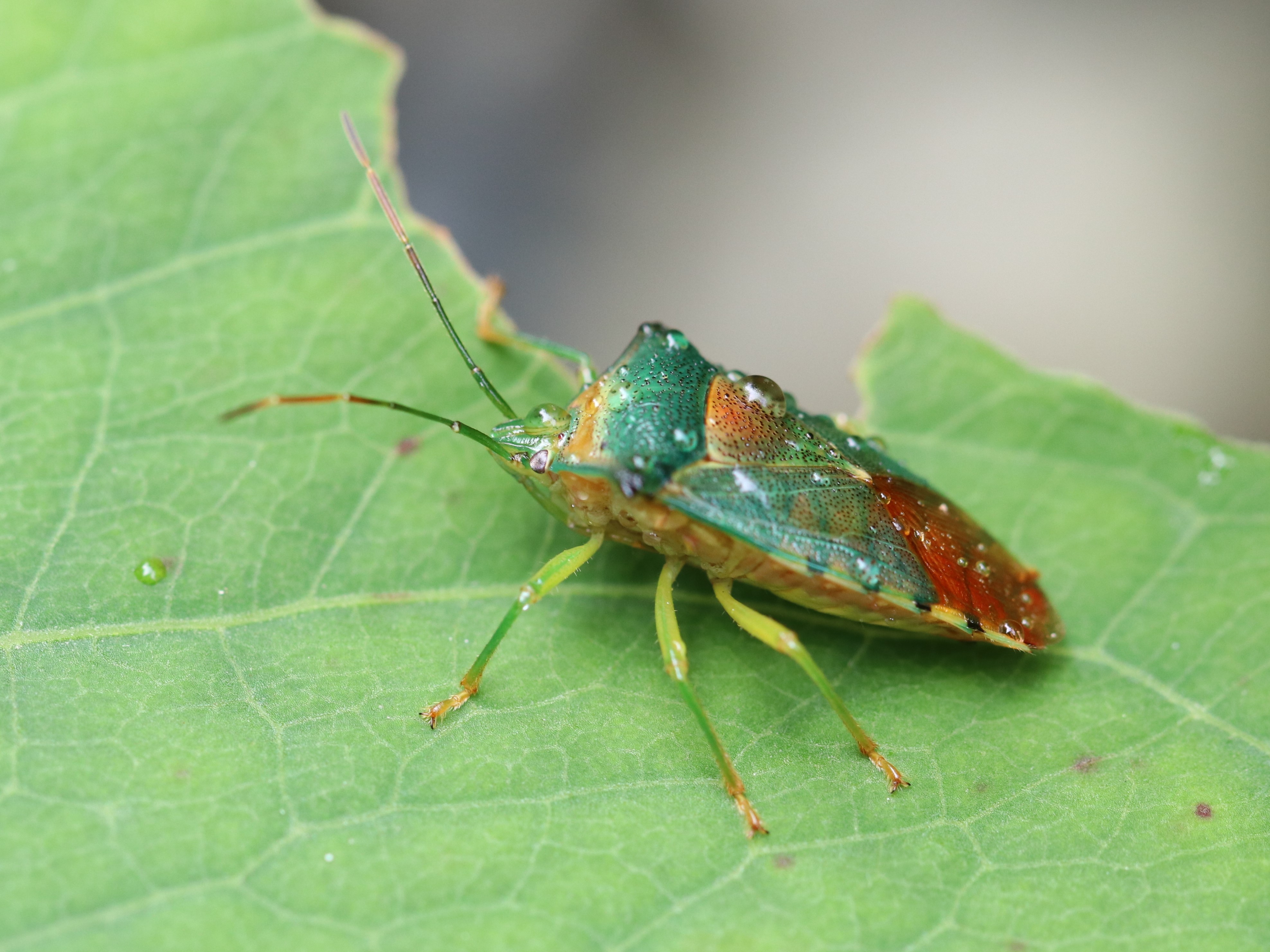 葉上のセアカツノカメムシ5